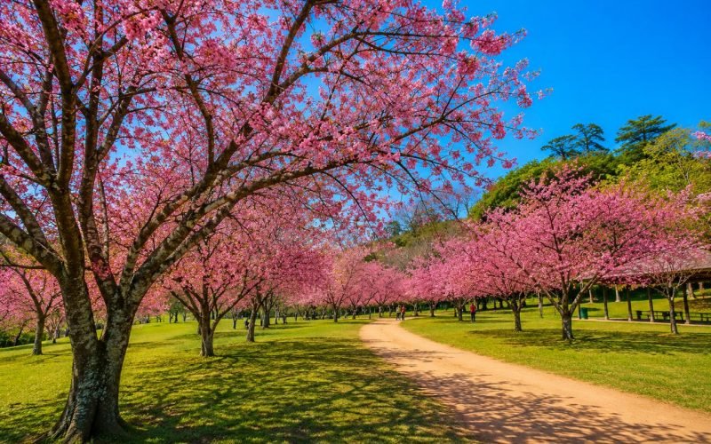 Parque do Carmo Olavo Egydio Setúbal em São Paulo com áreas verdes e paisagem natural